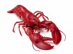 Boiled_lobster